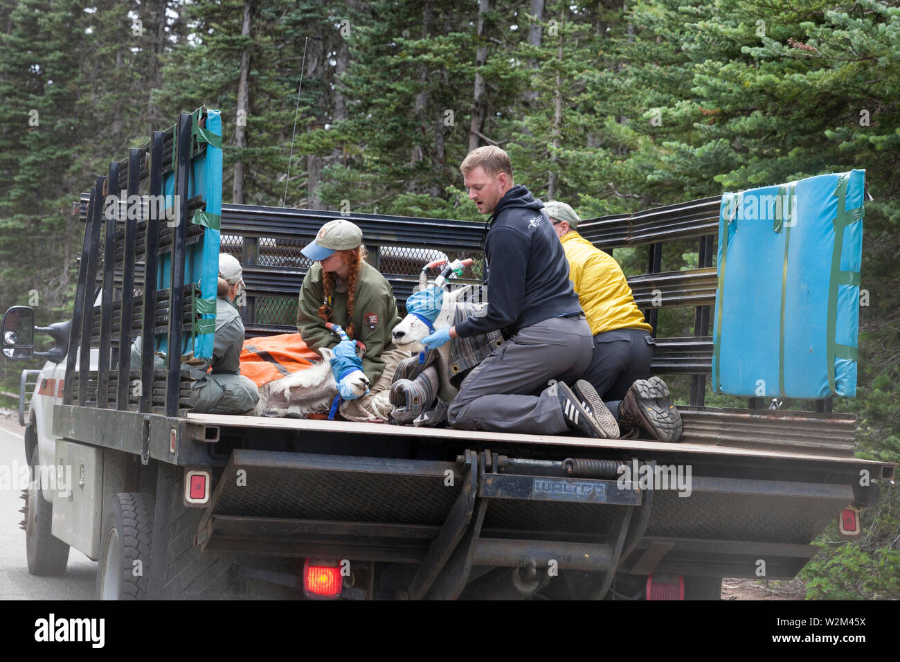A team of rangers, employees and volunteers transport three tranquilized mountain goats during an airlift at Hurricane Ridge in Olympic National Park, Washington on July 9, 2019. Today is the second day of a two-week long capture and translocation process moving mountain goats from Olympic National Park to the northern Cascade Mountains. The effort is a collaboration between the National Park Service, the Washington Department of Fish & Wildlife and the USDA Forest Service to re-establish depleted populations of mountain goats in the Northern Cascades while also removing non-native goats from Stock Photo