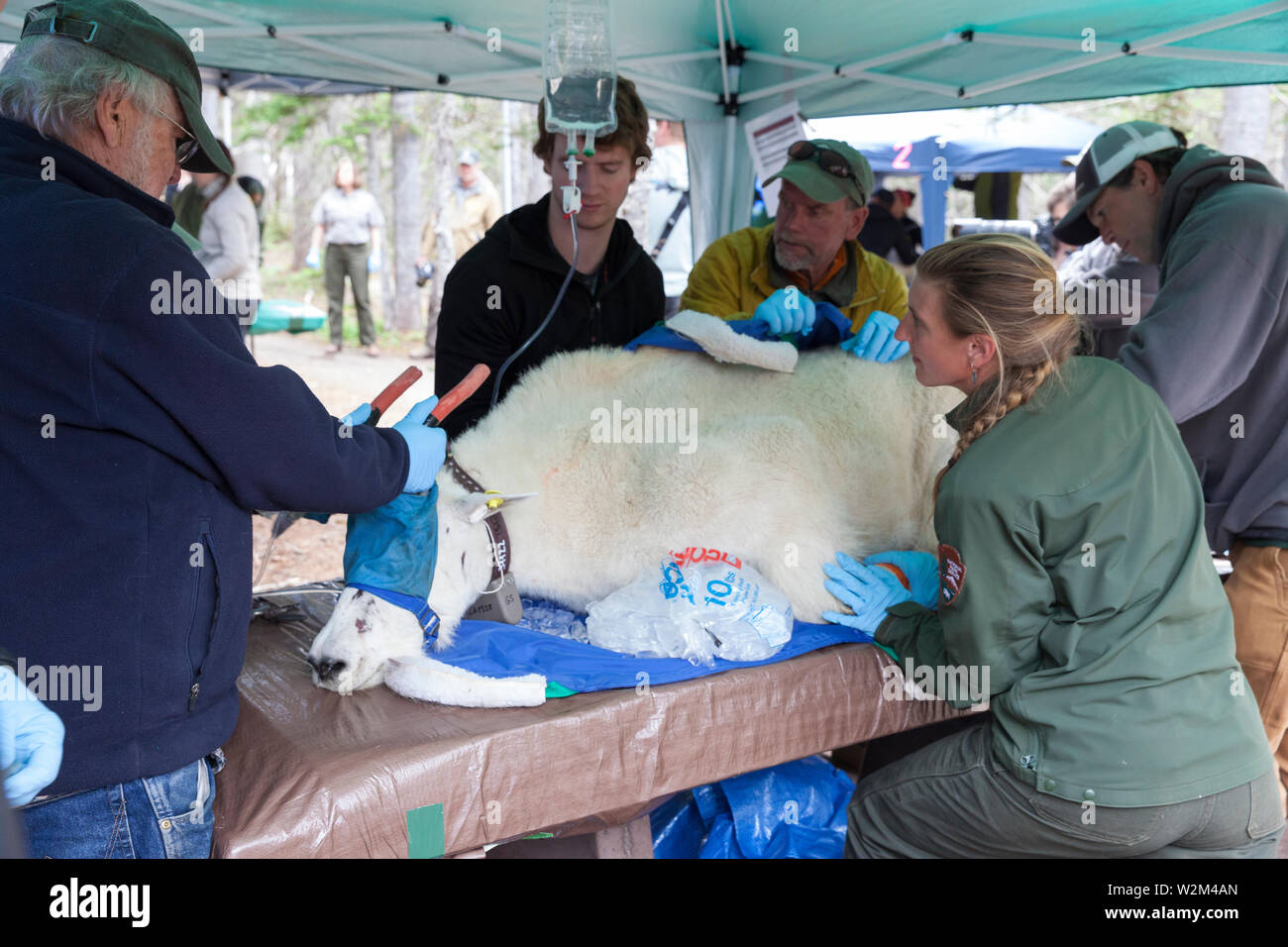 A team of rangers, employees and volunteers assess and stabilize a tranquilized mountain goat before crating at Hurricane Ridge in Olympic National Park, Washington on July 9, 2019. Today is the second day of a two-week long capture and translocation process moving mountain goats from Olympic National Park to the northern Cascade Mountains. The effort is a collaboration between the National Park Service, the Washington Department of Fish & Wildlife and the USDA Forest Service to re-establish depleted populations of mountain goats in the Northern Cascades while also removing non-native goats fr Stock Photo