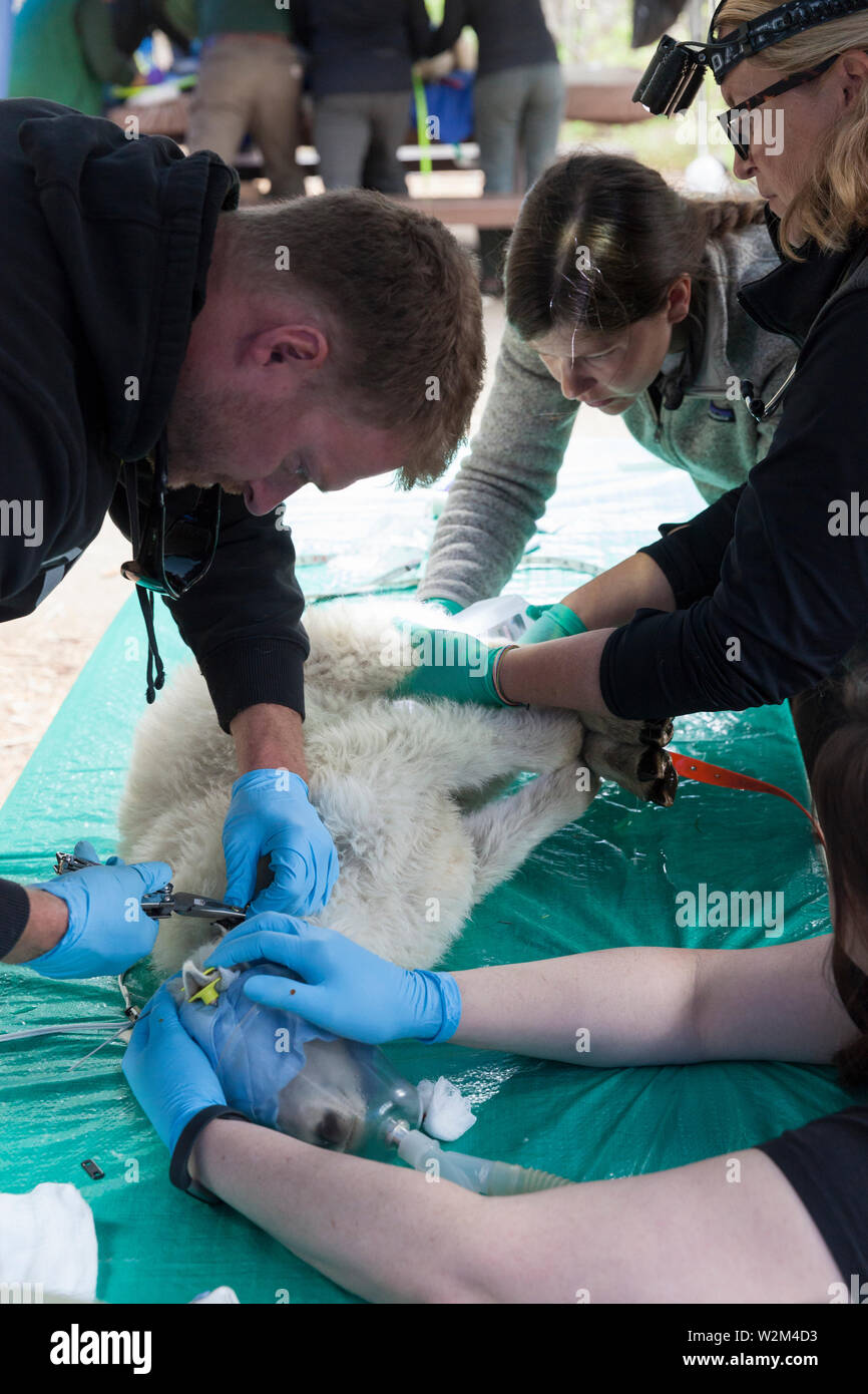 A newborn mountain goat is assessed and stabilized at Hurricane Ridge in Olympic National Park, Washington on July 9, 2019. Today is the second day of a two-week long capture and translocation process moving mountain goats from Olympic National Park to the northern Cascade Mountains. The effort is a collaboration between the National Park Service, the Washington Department of Fish & Wildlife and the USDA Forest Service to re-establish depleted populations of mountain goats in the Northern Cascades while also removing non-native goats from the Olympic Mountains. The animals were introduced to t Stock Photo