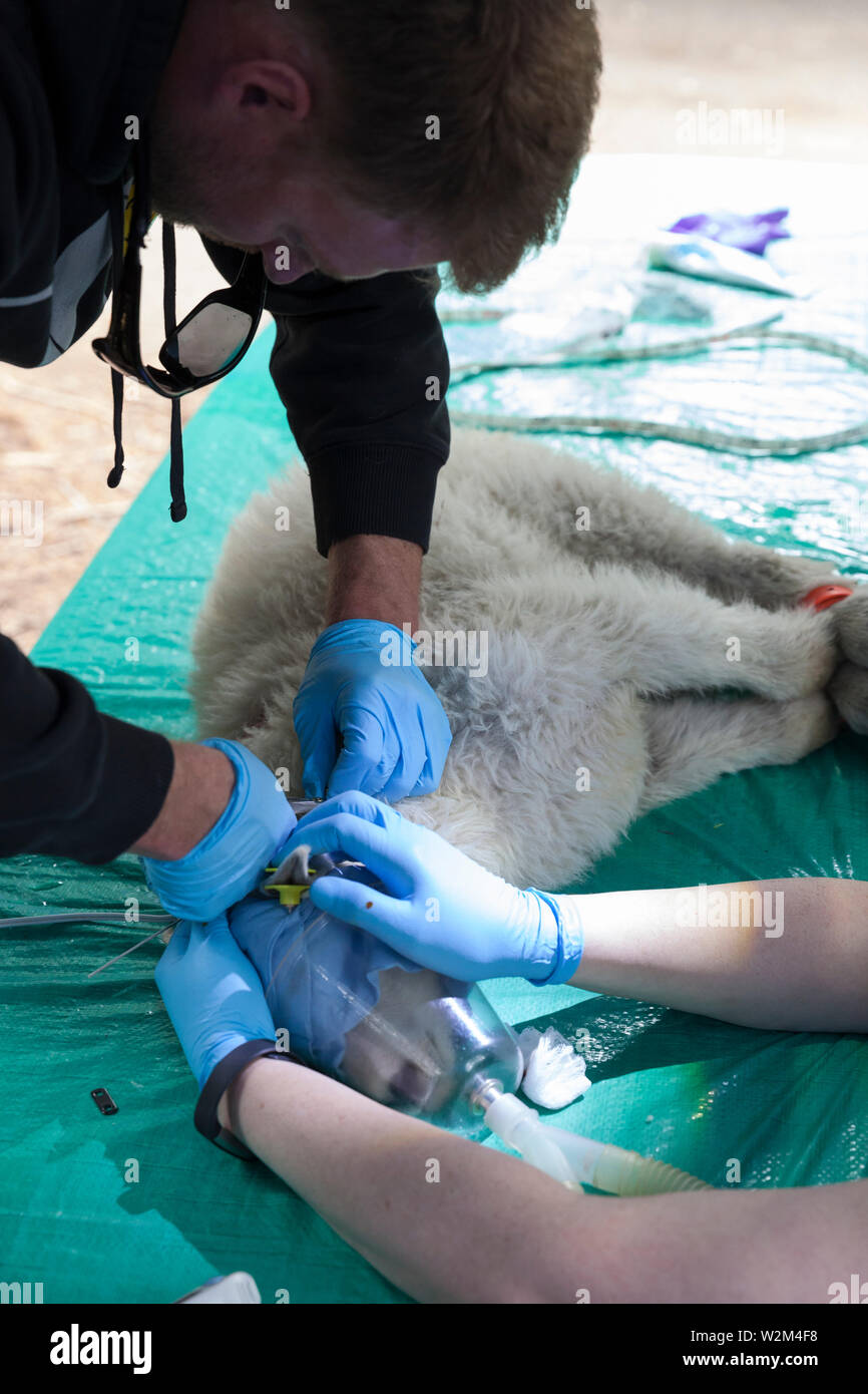 A newborn mountain goat is assessed and stabilized at Hurricane Ridge in Olympic National Park, Washington on July 9, 2019. Today is the second day of a two-week long capture and translocation process moving mountain goats from Olympic National Park to the northern Cascade Mountains. The effort is a collaboration between the National Park Service, the Washington Department of Fish & Wildlife and the USDA Forest Service to re-establish depleted populations of mountain goats in the Northern Cascades while also removing non-native goats from the Olympic Mountains. The animals were introduced to t Stock Photo