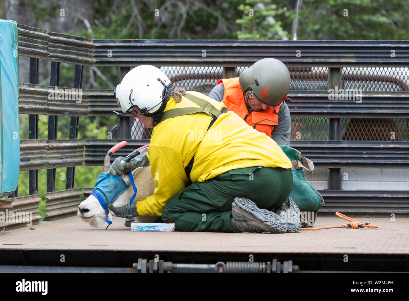 Wildlife biologist Patti Happe and Derrick Halsey with Leading Edge Aviation hold a tranquilized mountain goat during transport at Hurricane Ridge in Olympic National Park, Washington on July 9, 2019. Today is the second day of a two-week long capture and translocation process moving mountain goats from Olympic National Park to the northern Cascade Mountains. The effort is a collaboration between the National Park Service, the Washington Department of Fish & Wildlife and the USDA Forest Service to re-establish depleted populations of mountain goats in the Northern Cascades while also removing Stock Photo