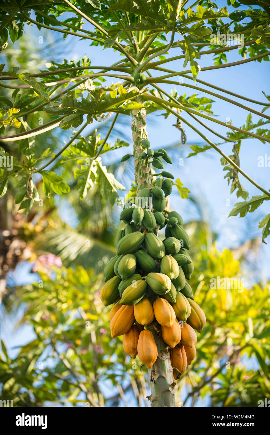 Bunch of fresh papayas in varying stages of ripeness hanging around a