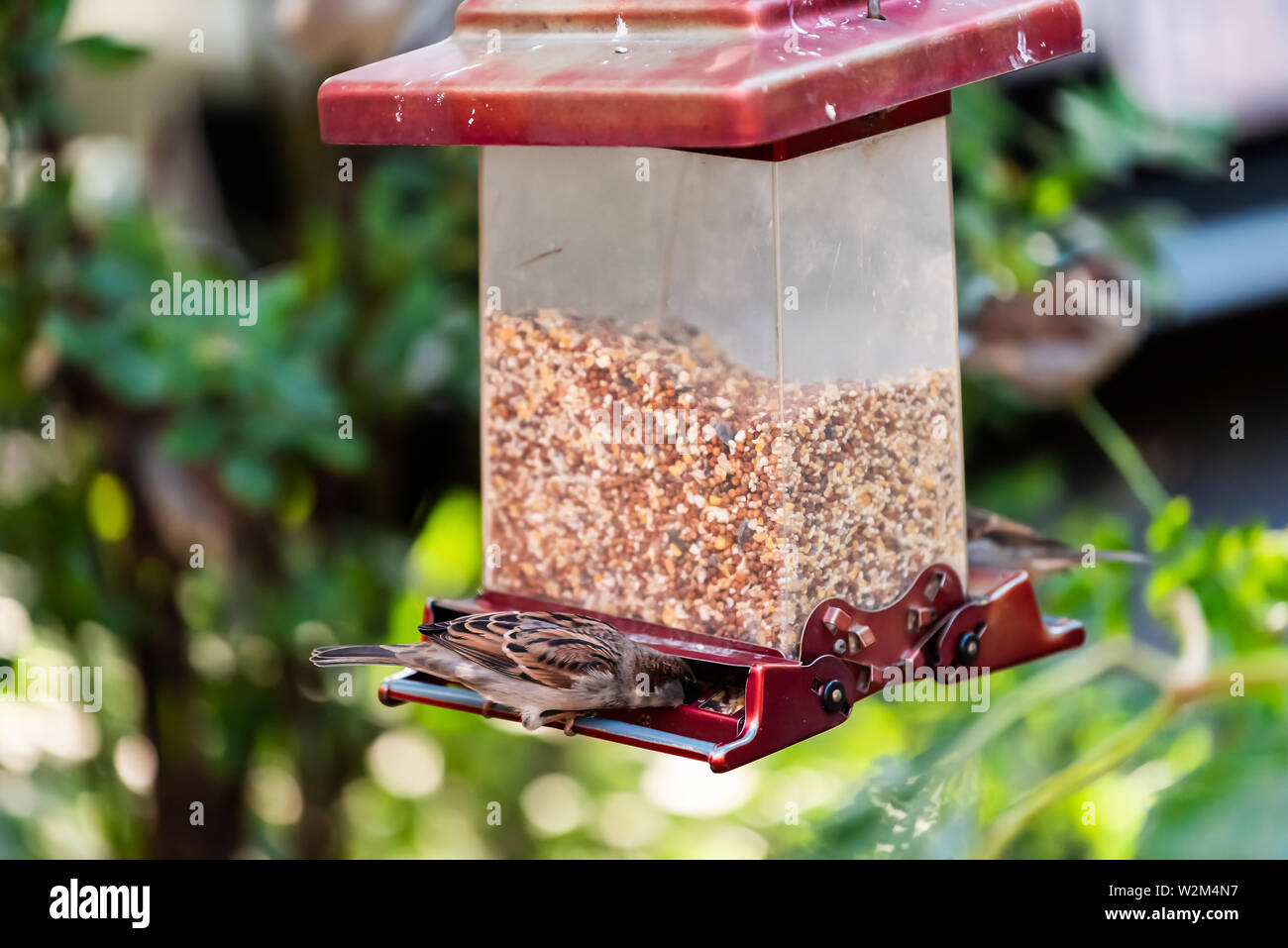 House sparrow bird perched on plastic feeder eating millet seeds outside in hanging garden and bokeh background Stock Photo