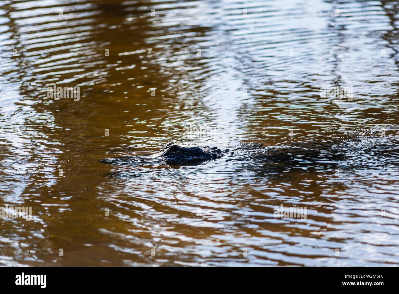One alligator in deep hole famous lake pond in Myakka River State Park, Sarasota, Florida, closeup swimming in water Stock Photo