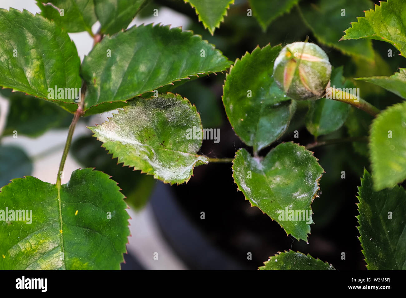 A branch on a rose bush covered in powdery mildew Stock Photo
