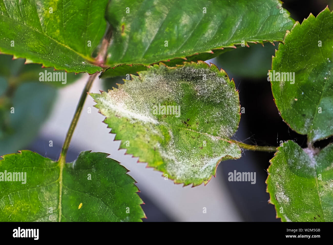 Closeup of a leaf covered in powdery mildew Stock Photo