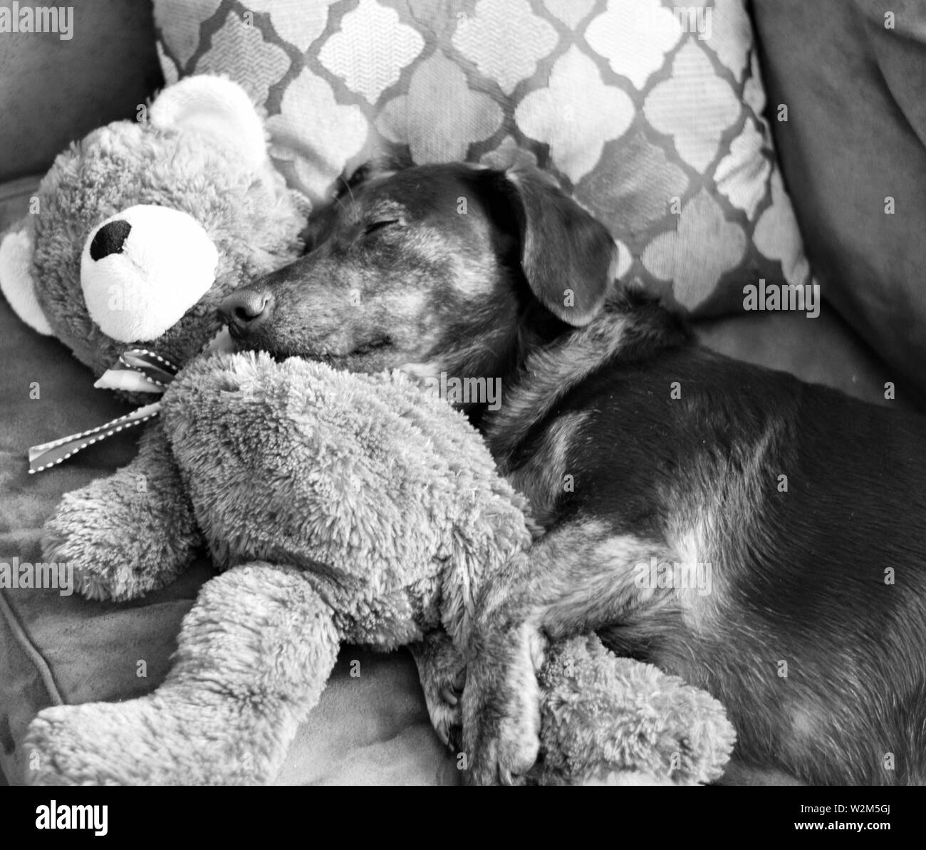 dachshund cuddling with teddy bear on couch Stock Photo