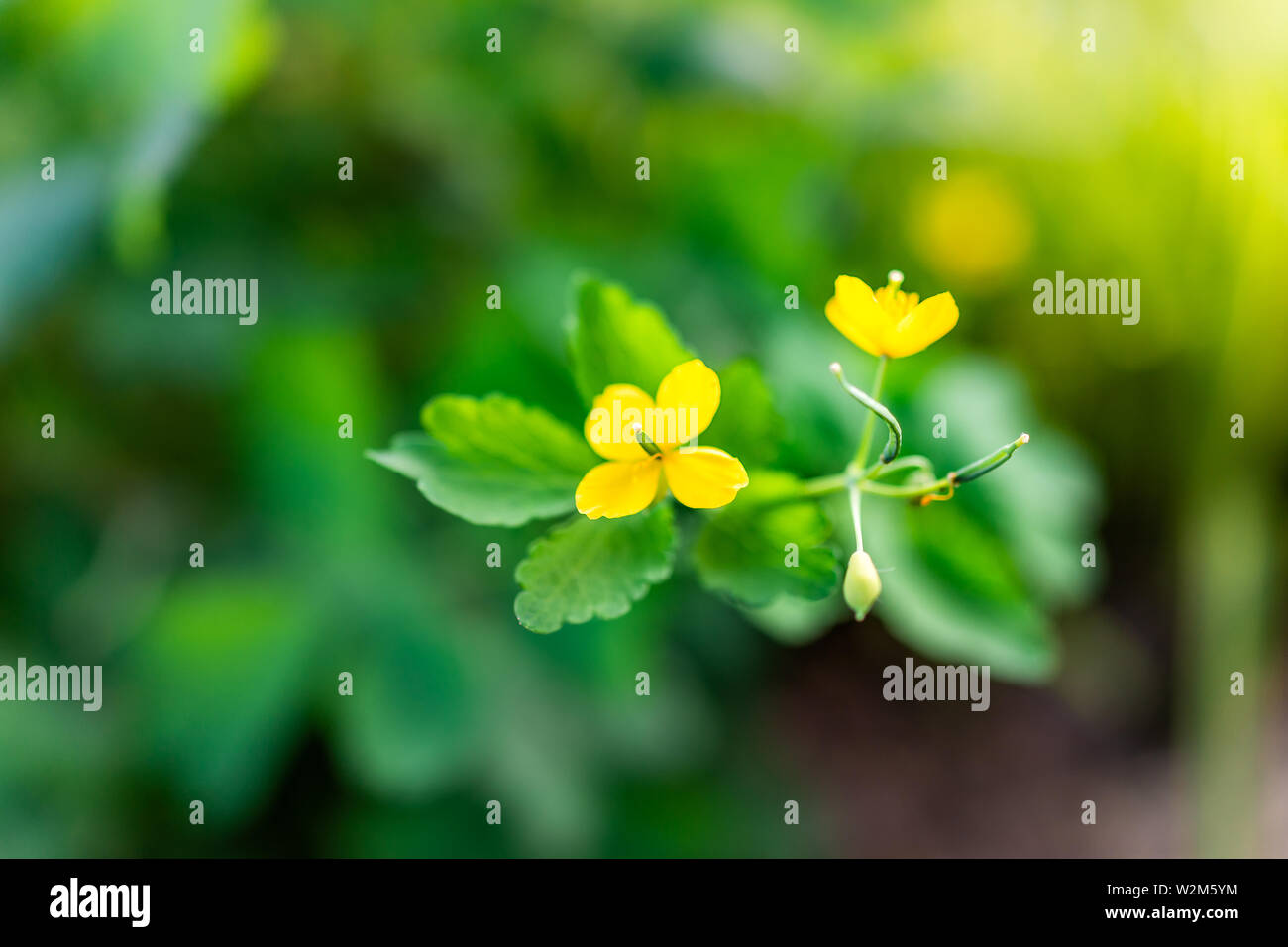 Bokeh background of Greater Celandine or Chelidonium majus yellow flowers macro closeup, an herb used for medicine Stock Photo