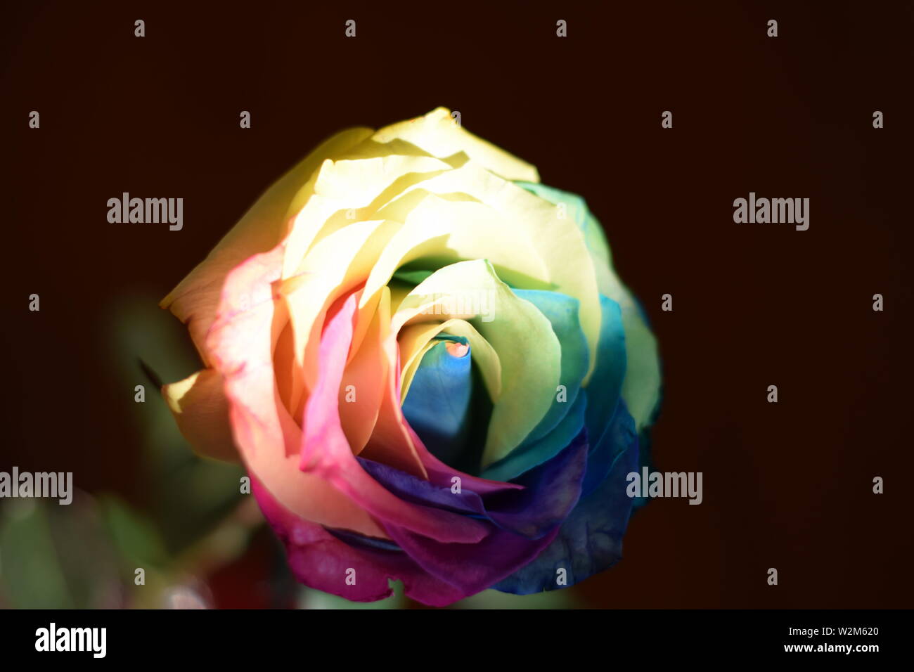 rainbow rose with black background Stock Photo - Alamy