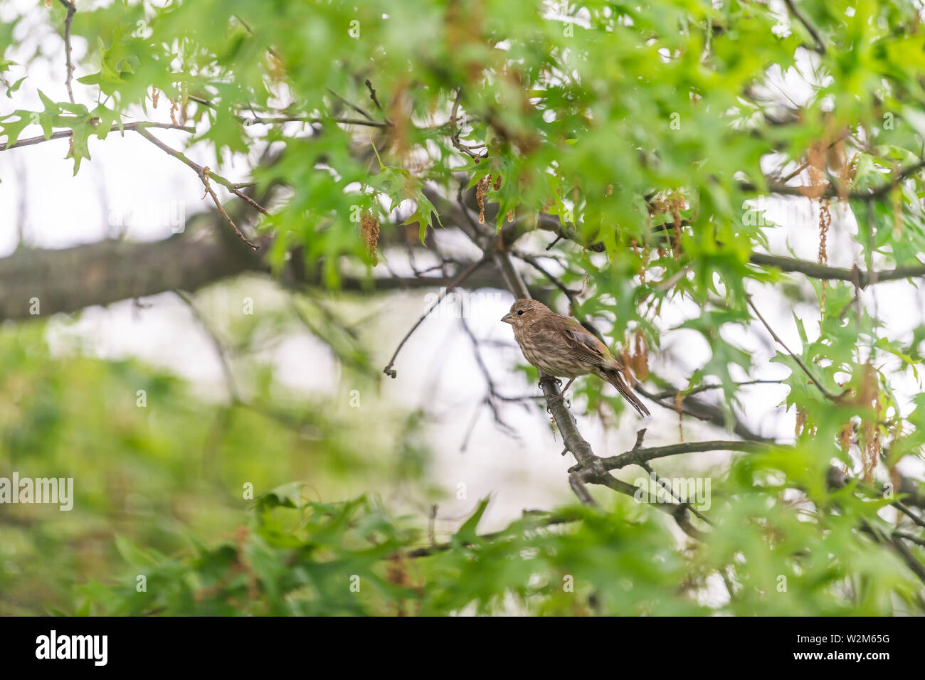 Green oak tree with female house finch bird brown color and bokeh background in Virginia perched on branch Stock Photo