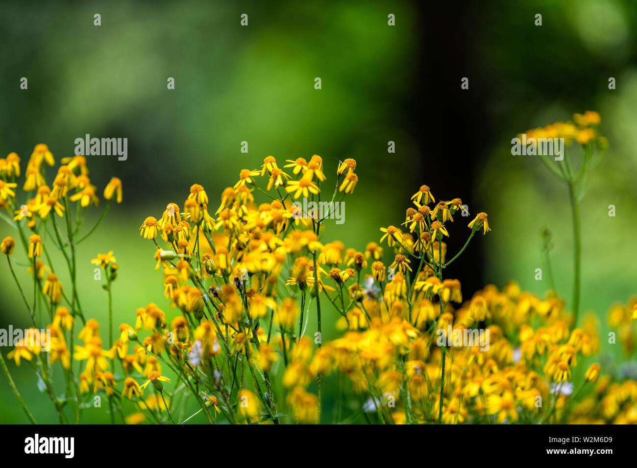Closeup of many golden aster wildflowers in Story of the Forest nature trail in Shenandoah Blue Ridge appalachian mountains with bokeh background Stock Photo