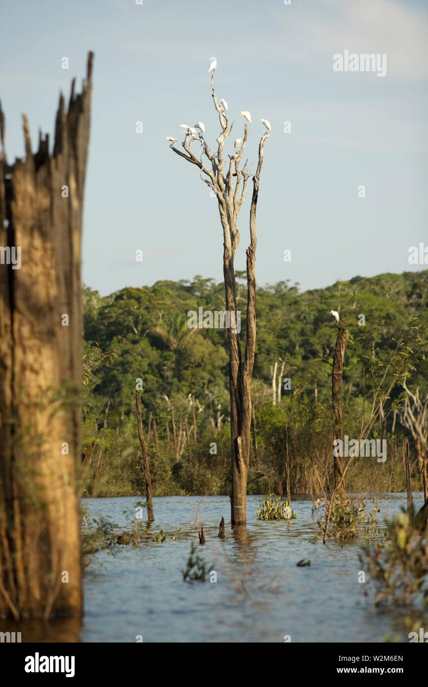 Landscape, Igapós, Cuieiras River, Manaus, Amazônia, Amazonas, Brazil Stock Photo