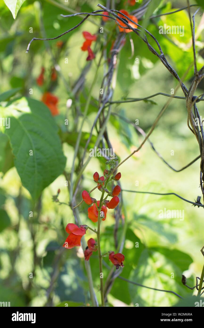Close up of flowering runner bean vines. Stock Photo