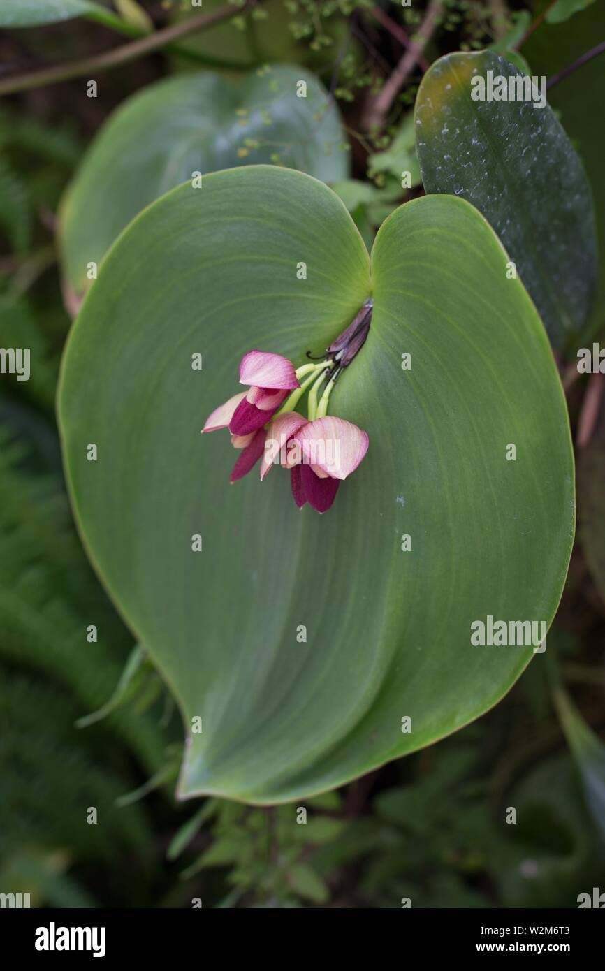 Close up of a pleurothallis orchid, also known as bonnet orchid Stock Photo  - Alamy