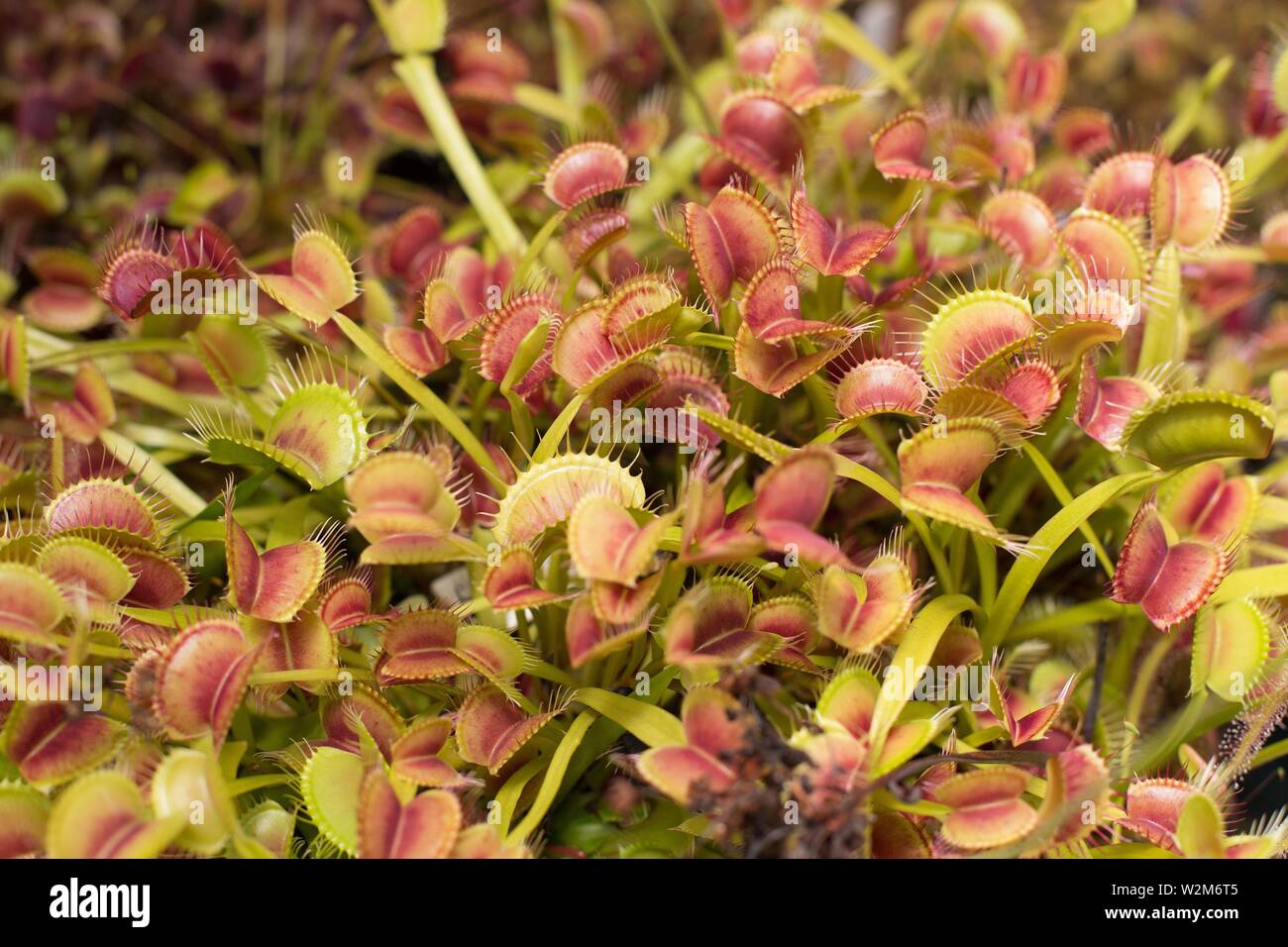 A large cluster of Dionaea muscipula venus fly trap plants Stock