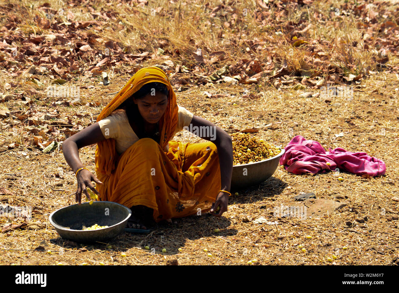 Tribal woman collecting Mahua flowers India, 2019 Stock Photo