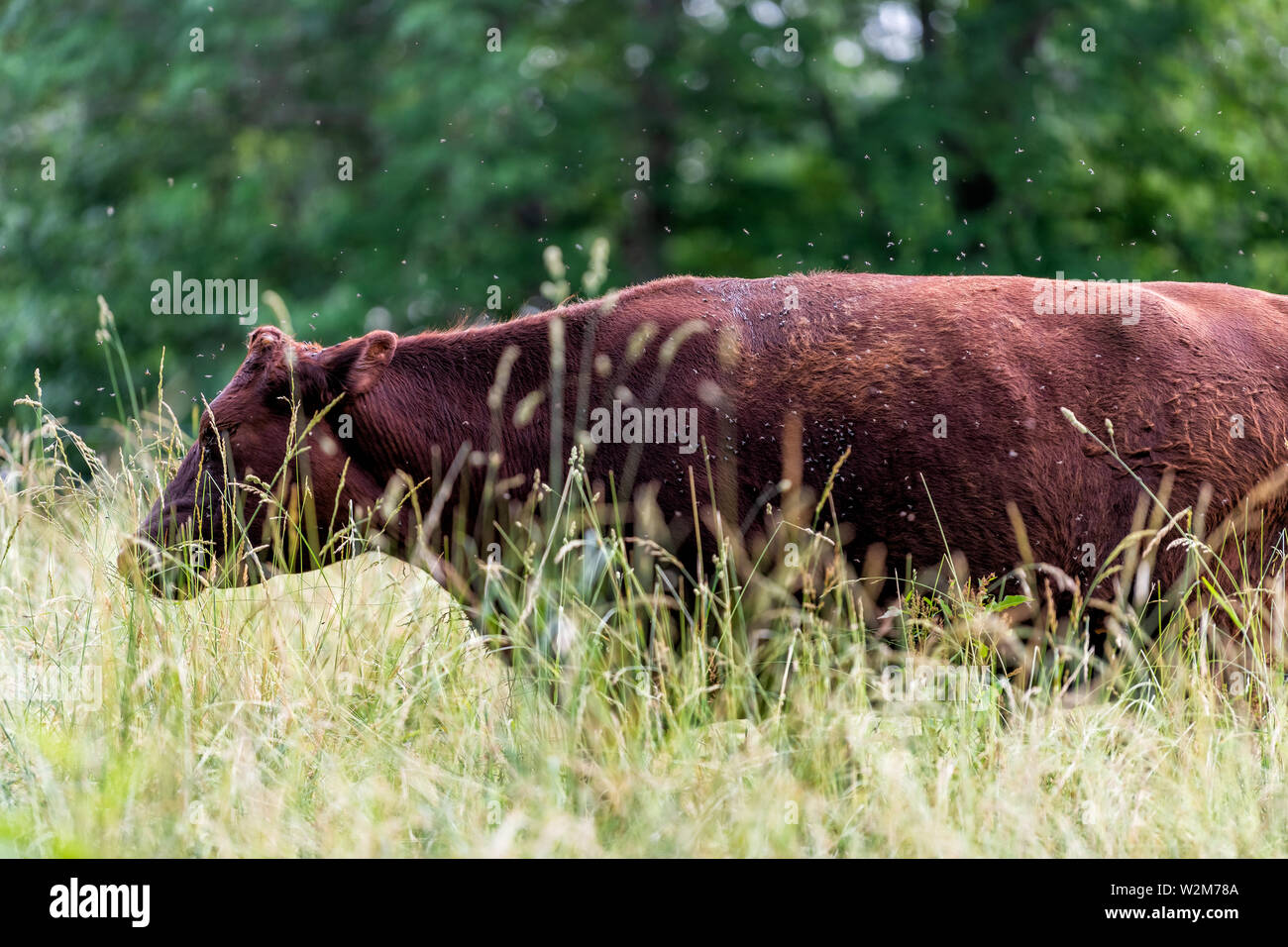 One brown cow in farm field grazing on grass and many flies around it and bokeh background Stock Photo