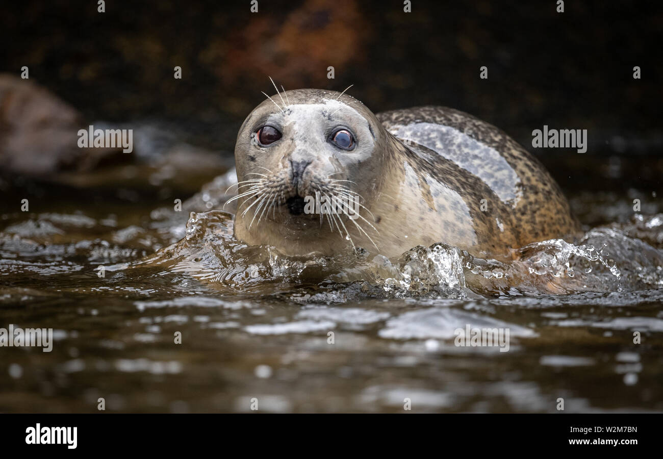 Seal in the Water Stock Photo