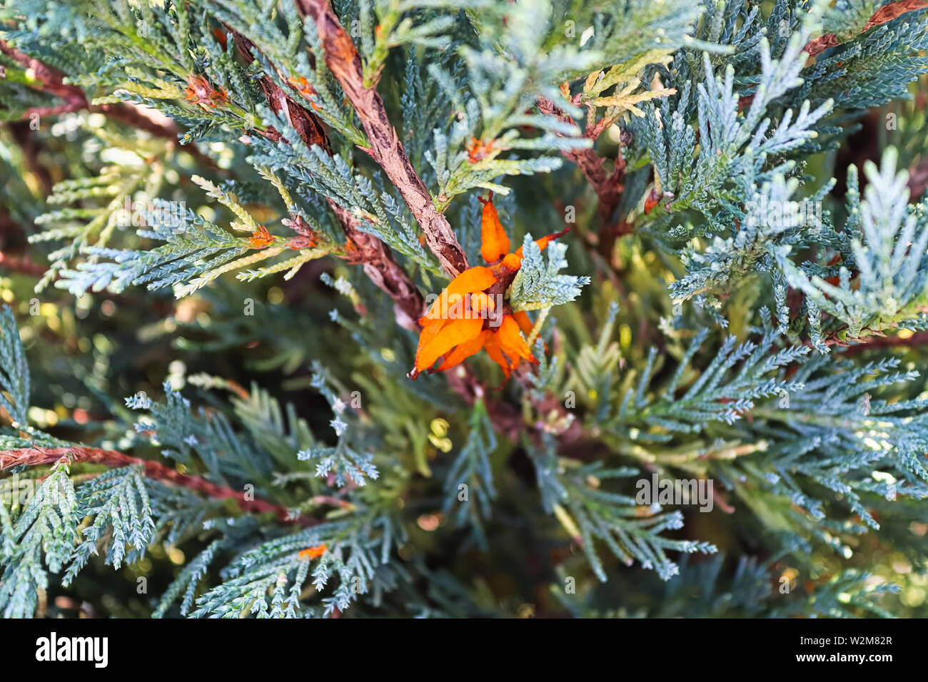 An orange mass of Hawthrown Rust in a juniper tree Stock Photo