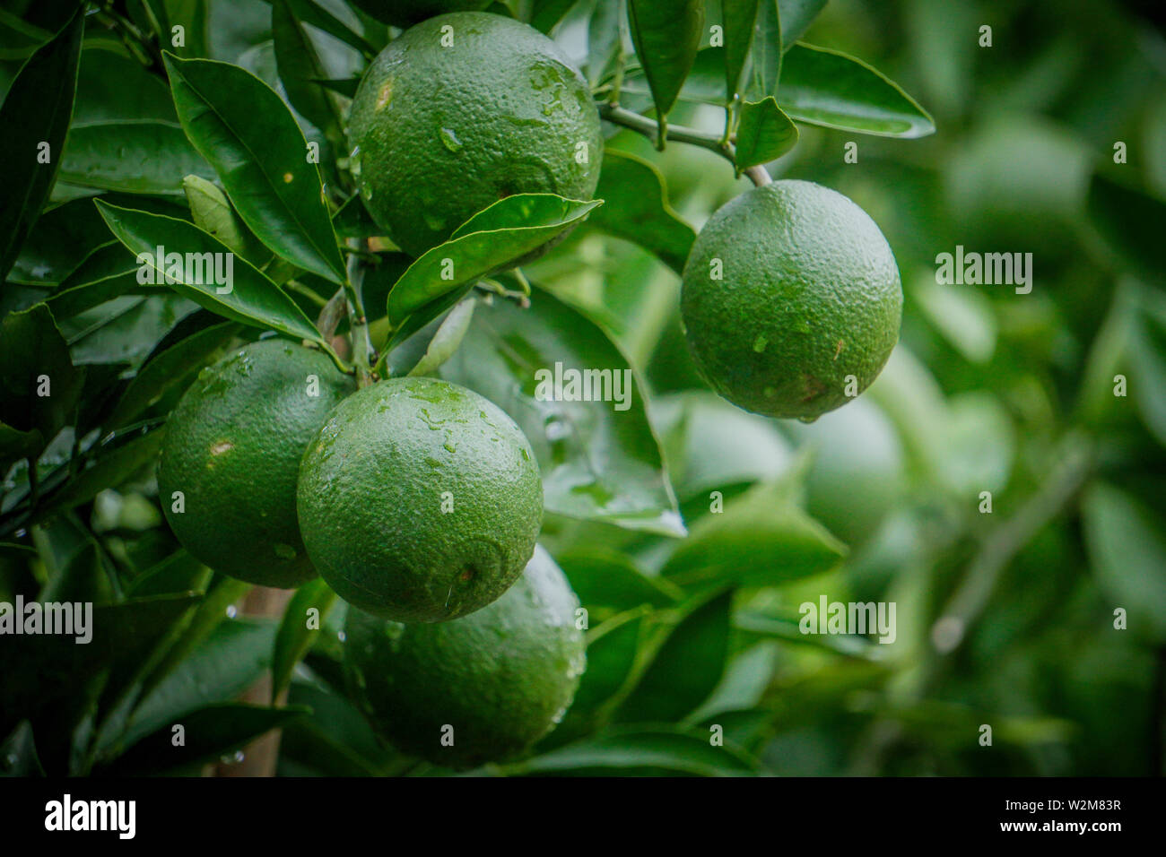 Green Malta, Bare1 Sweet Fruit Malta Plants in the rain Stock Photo