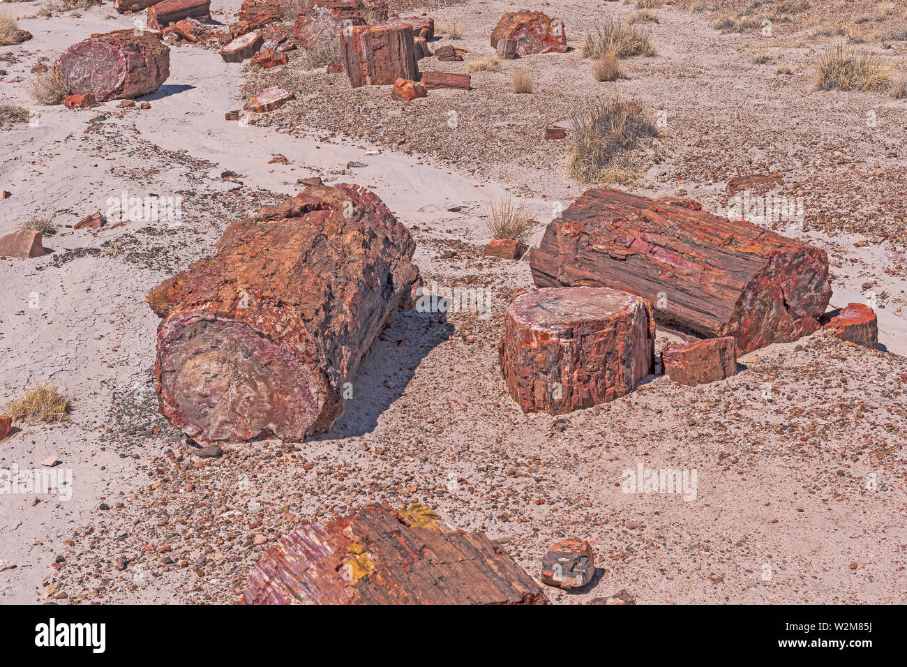 Petrified Wood log Samples in the Desert in Petrified Forest National Park in Arizona Stock Photo