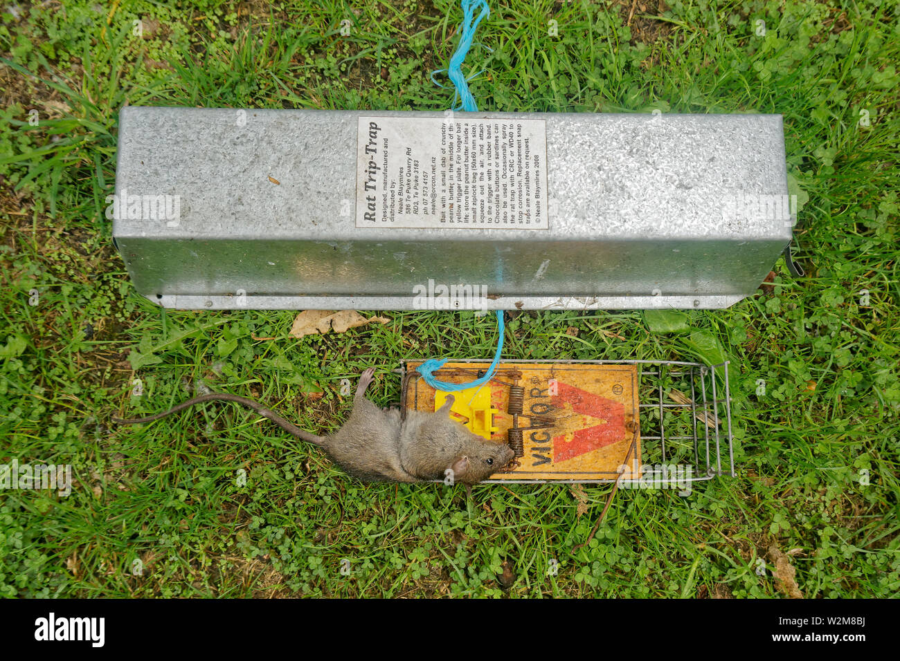 Motueka, Tasman/New Zealand - March 28, 2015: A dead rat in a rat trap beside the trap's bird-proof cover. Stock Photo