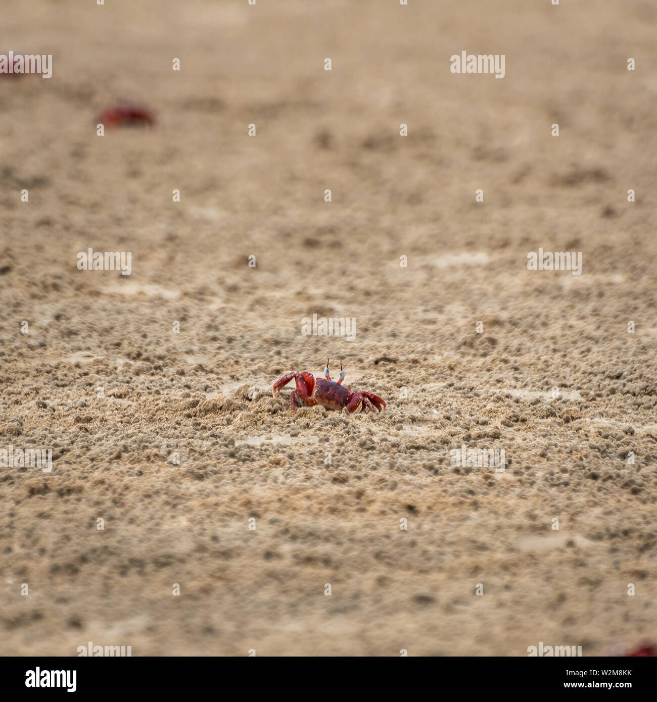 Red Crabs covered with sand at Mandarmani Beach. Selective Focus is used. Stock Photo