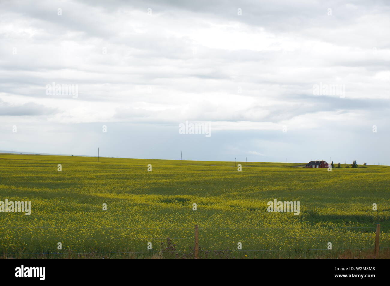 Rolling fields of bright yellow canola flowers in Alberta, Canada. Stock Photo