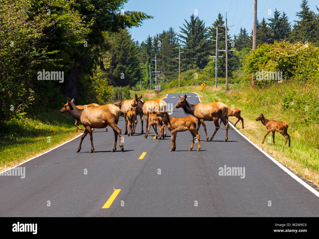 This is a view of a herd of Roosevelt Elk as they cross the Enderts Beach Road in the Del Norte Coast Redwoods State Park southeast of Crescent City, Stock Photo