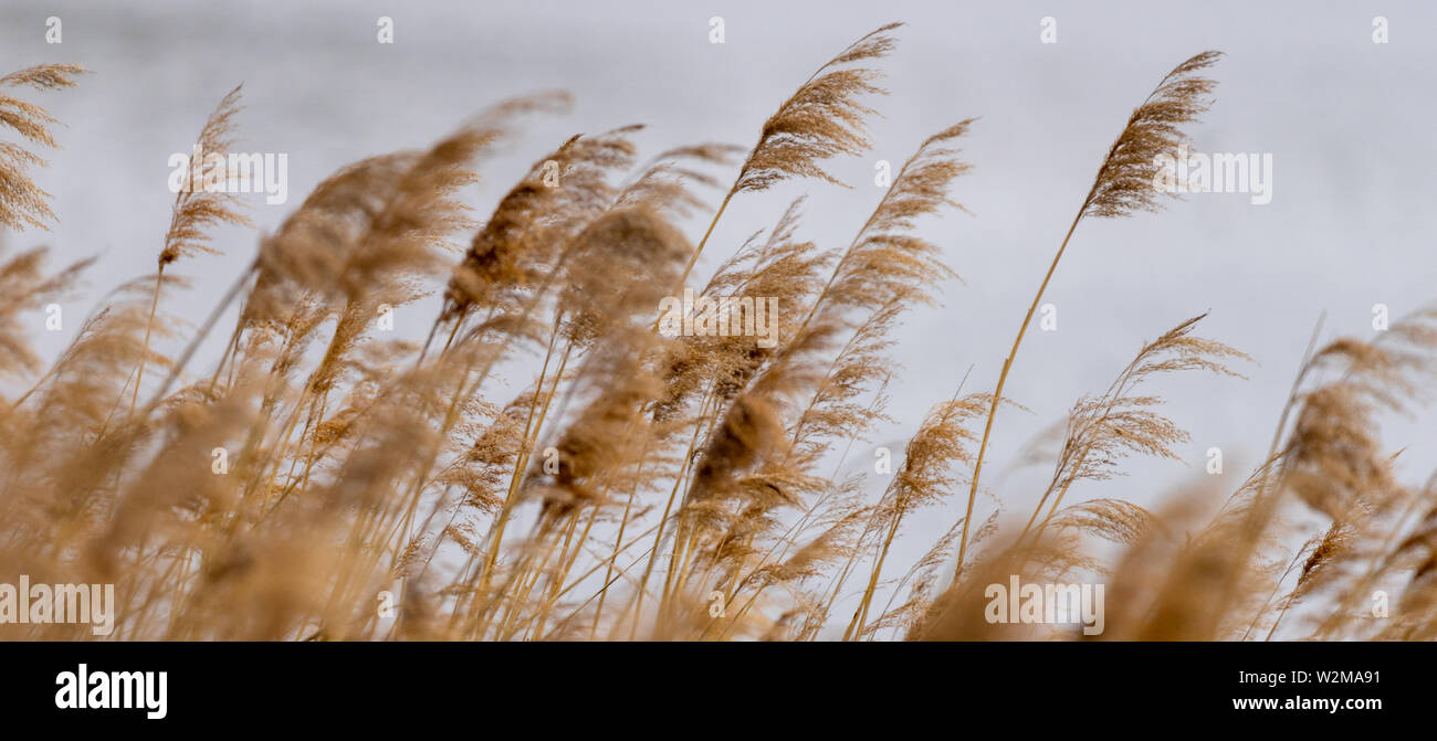 Reed grass in bloom, scientific name Phragmites australis, deliberately blurred, gently swaying in the wind on the shore of a pond, Wind Stock Photo