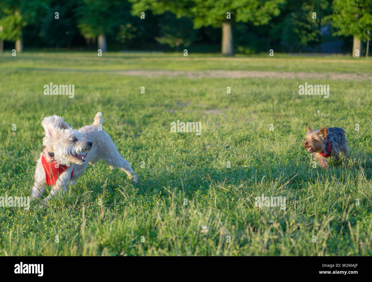 My dog randomly made friends with a puppy and made an instant connection Stock Photo