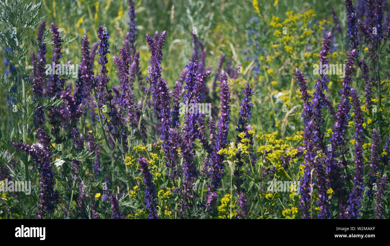 Salvia pratensis background.  Meadow clary .  Honey plant. Selective focus. Stock Photo