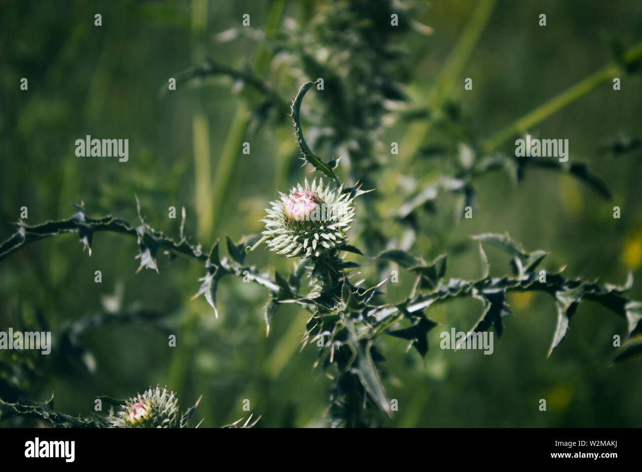 Carduus acanthoides. Common thistles. Honey plant. Green background. Stock Photo