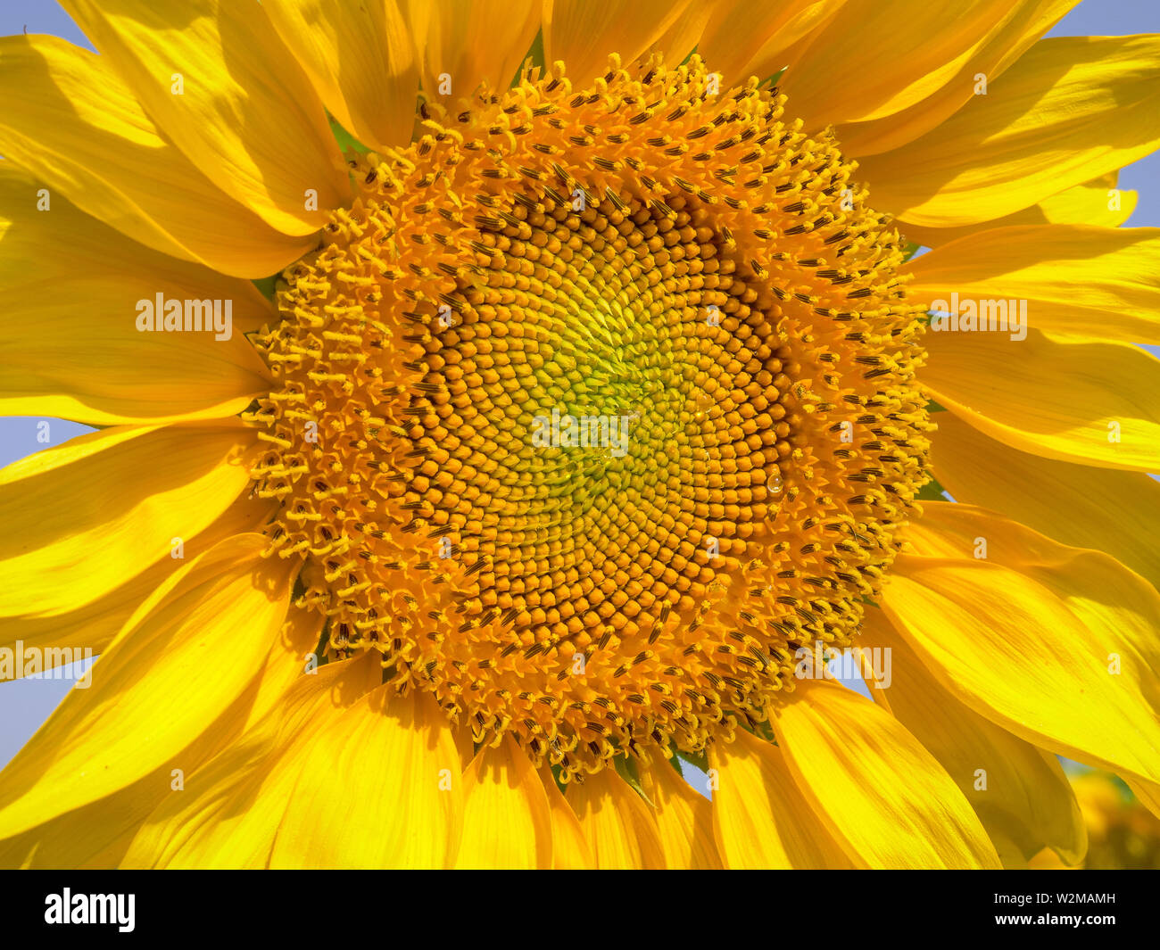 Large Sunflower in full bloom, Closeup image Stock Photo Alamy