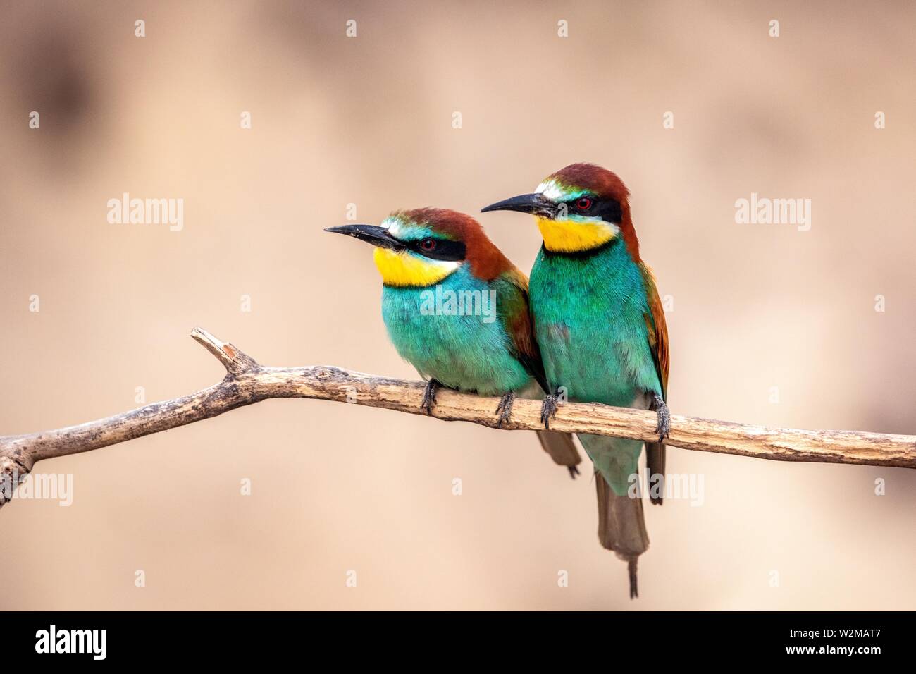 Bee-eaters (Merops apiaster), pair sitting on branch, Pusztaszer, Hungary Stock Photo