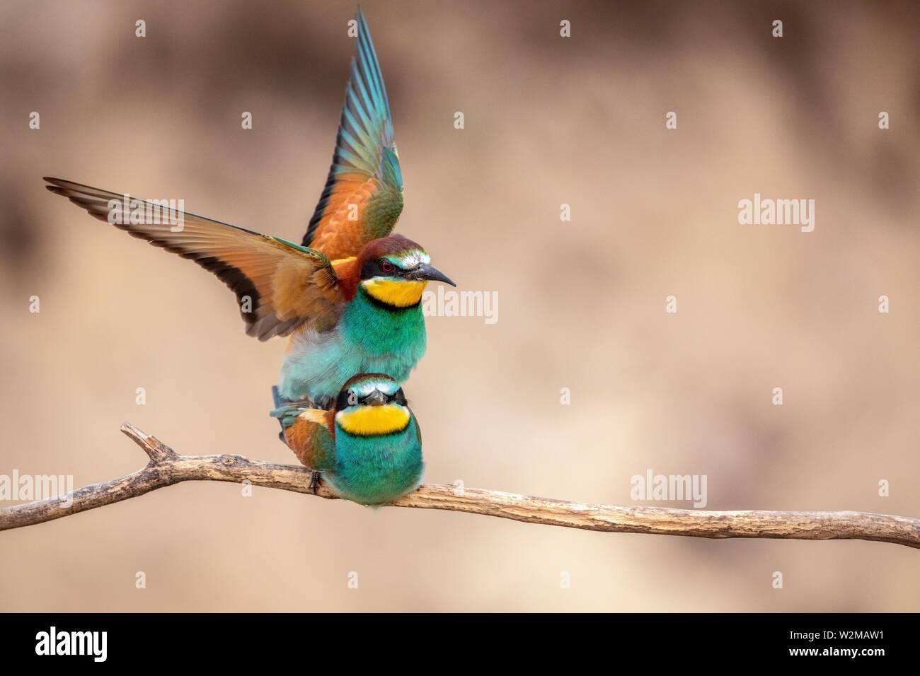 Bee-eaters (Merops apiaster), pair mating, Pusztaszer, Hungary Stock Photo