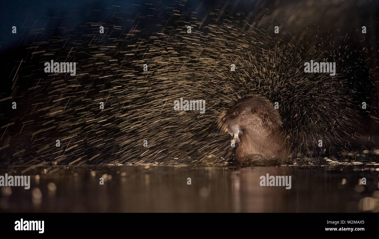 European otter (Lutra lutra) with fish as prey, hunting, shaking, splashing water against the light, night shot, Kiskunsagi National Park, Hungary Stock Photo