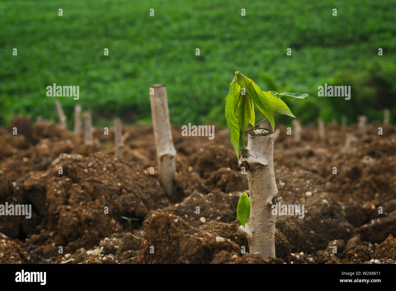 Cassava stem cuttings, seedlings of cassava are grown after planting