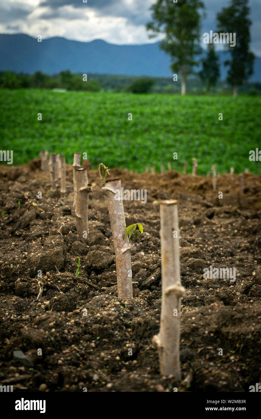 Cassava stem cuttings, seedlings of cassava are grown after planting