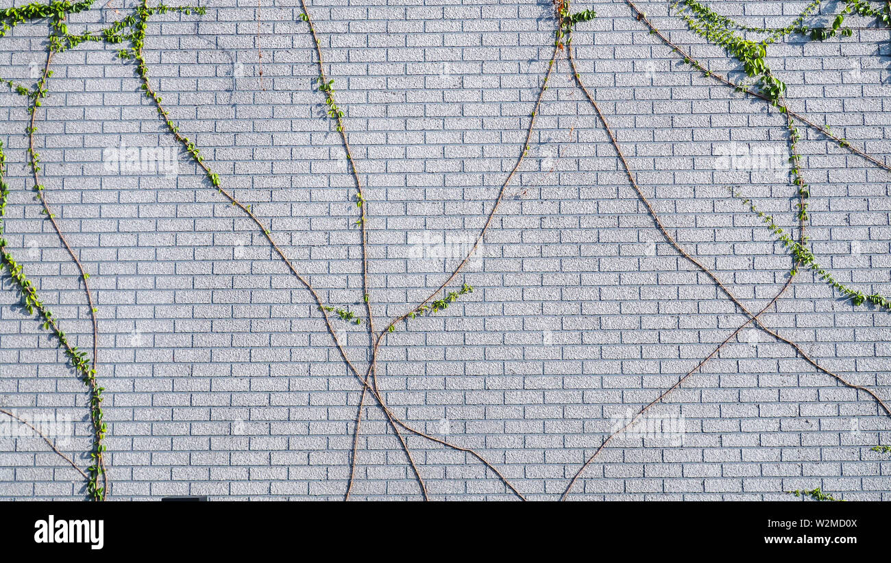 climbing wall of ivy. on white background. Green ivy. Creeper wall climbing plant hanging from