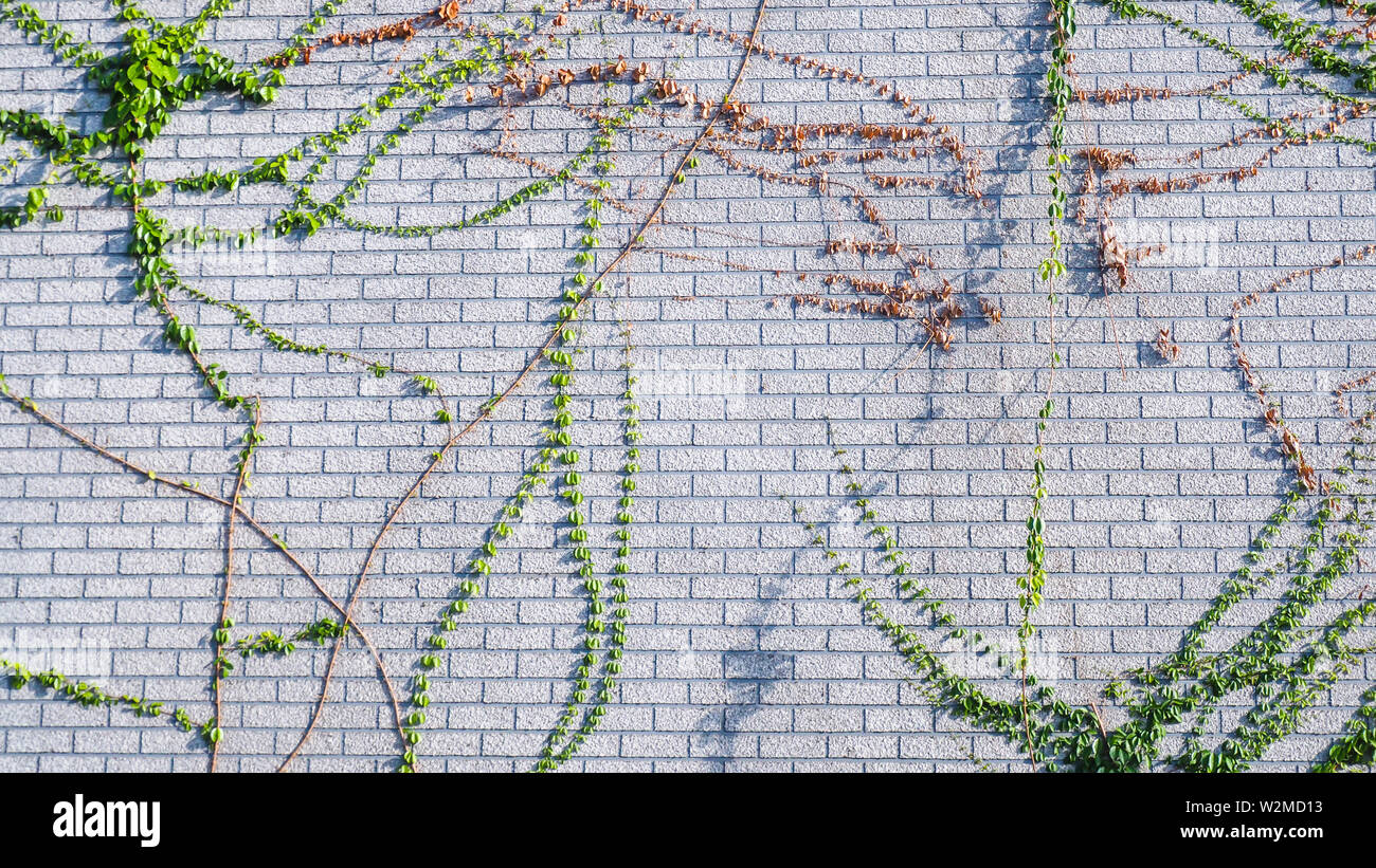 climbing wall of ivy. on white background. Green ivy. Creeper wall climbing plant hanging from