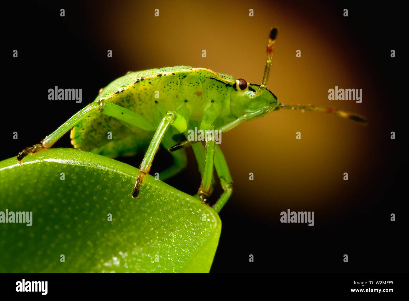 Green shield bug on butterworts Stock Photo