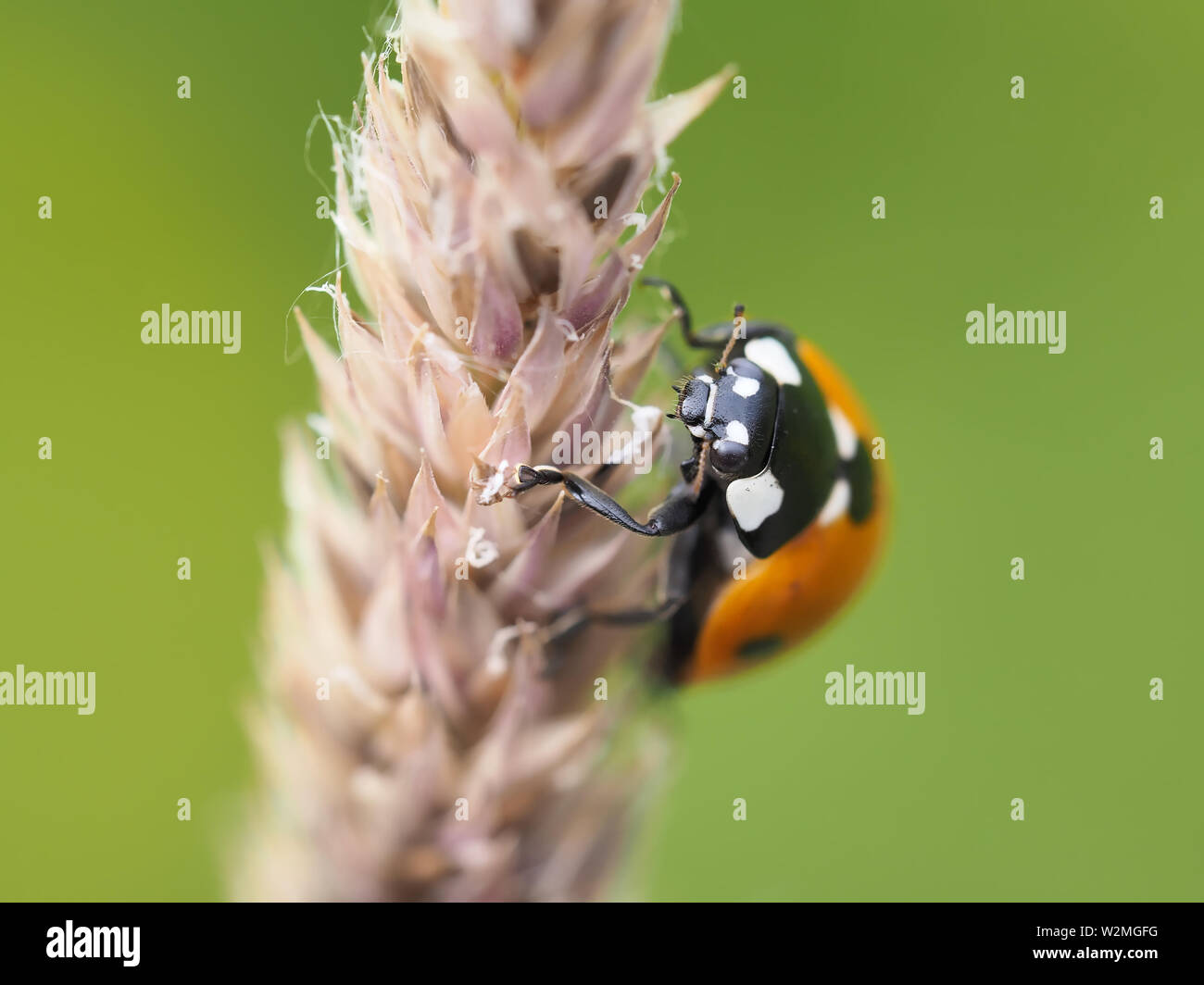 Coccinella septempunctata - seven-spotted ladybeetle Stock Photo