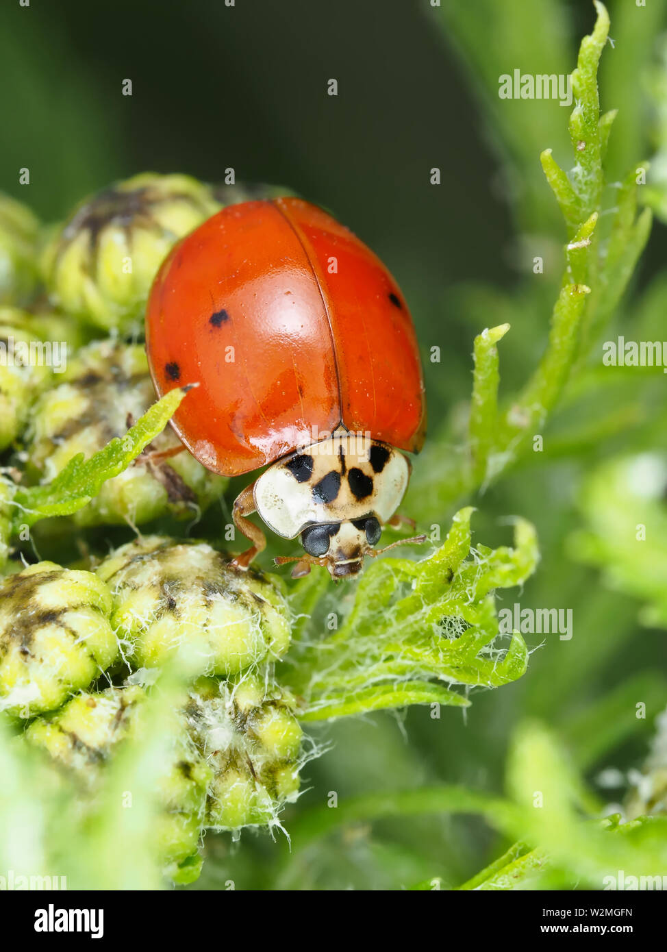 Harmonia axyridis - Asian ladybeetle Stock Photo