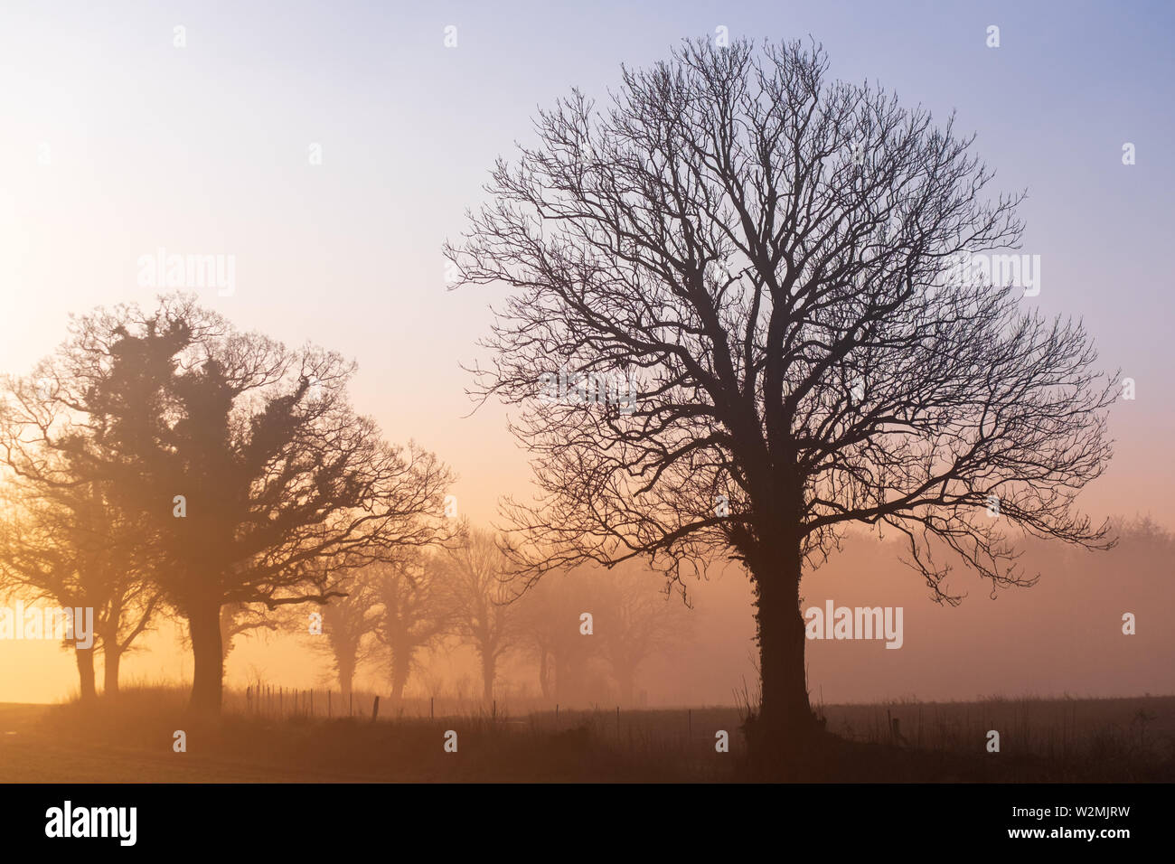 Silhoutte of an alley of bald trees in morning mist and light changing from cool to warm, Schleswig-Holstein, Northern Germany Stock Photo