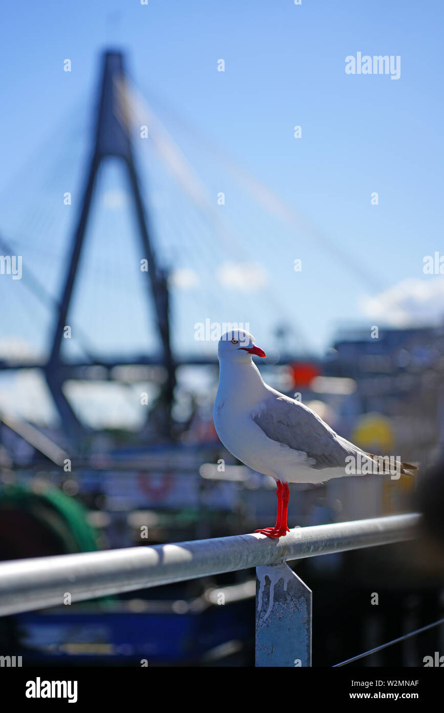 A wild Australian seagull bird with red beak and feet in the Sydney