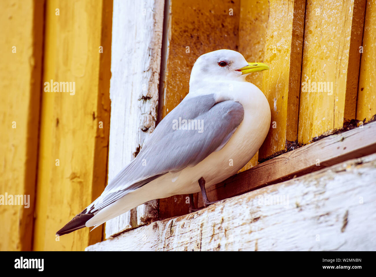 Seagull at Lofotens Stock Photo