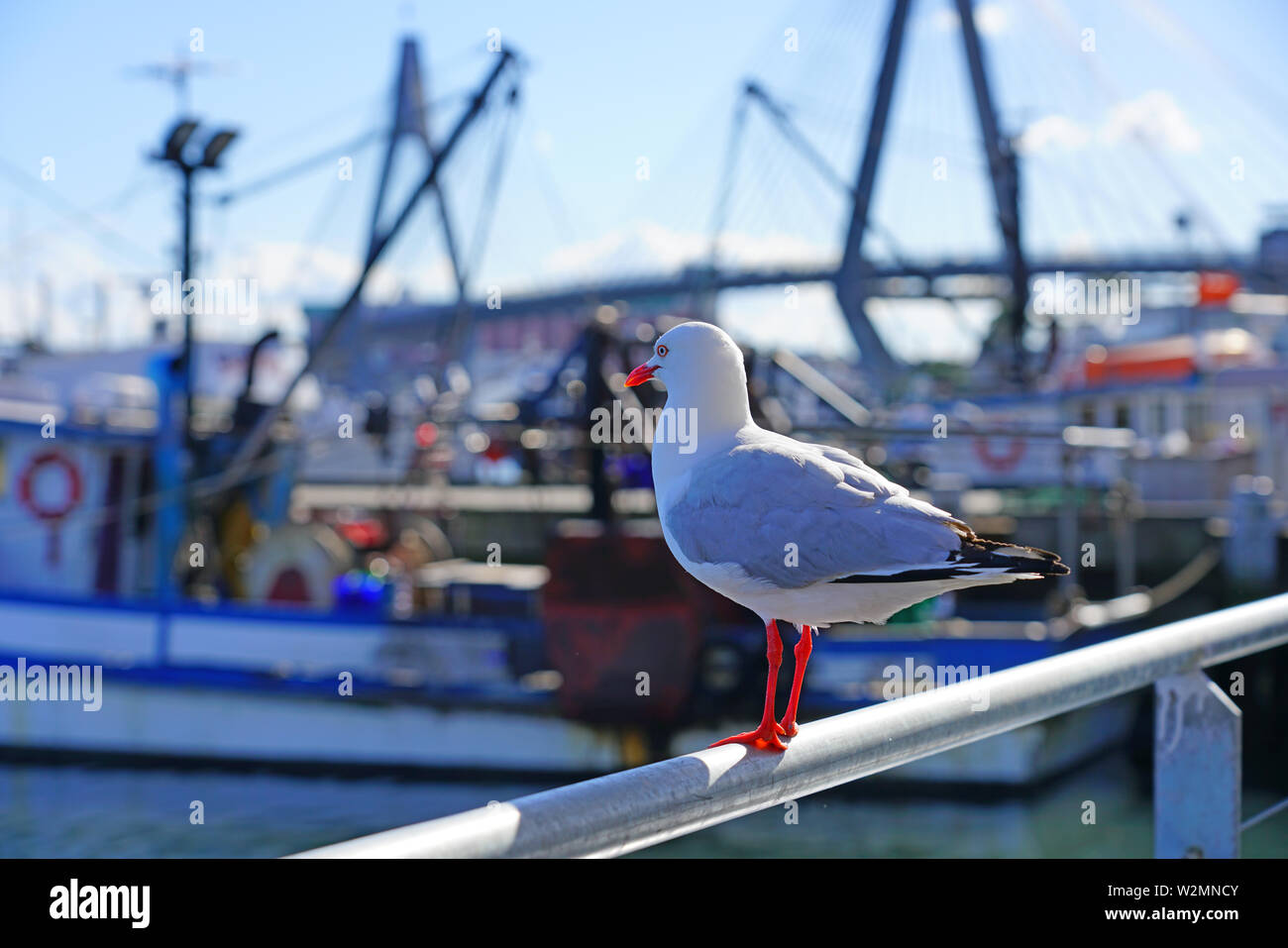 A wild Australian seagull bird with red beak and feet in the Sydney