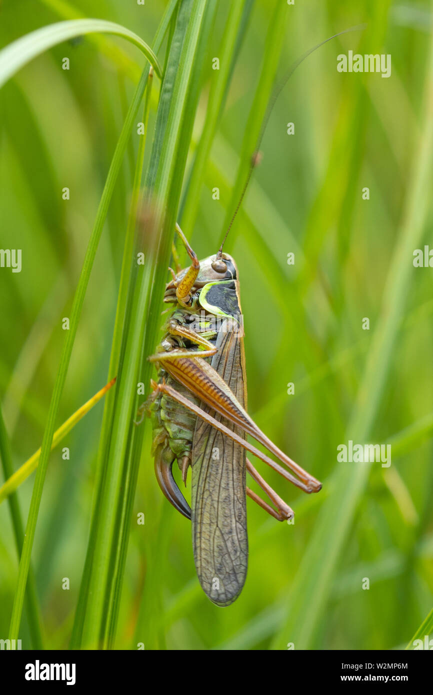 Roesel's bush cricket (Metrioptera roeselii) female in grassland habitat during July, UK Stock Photo