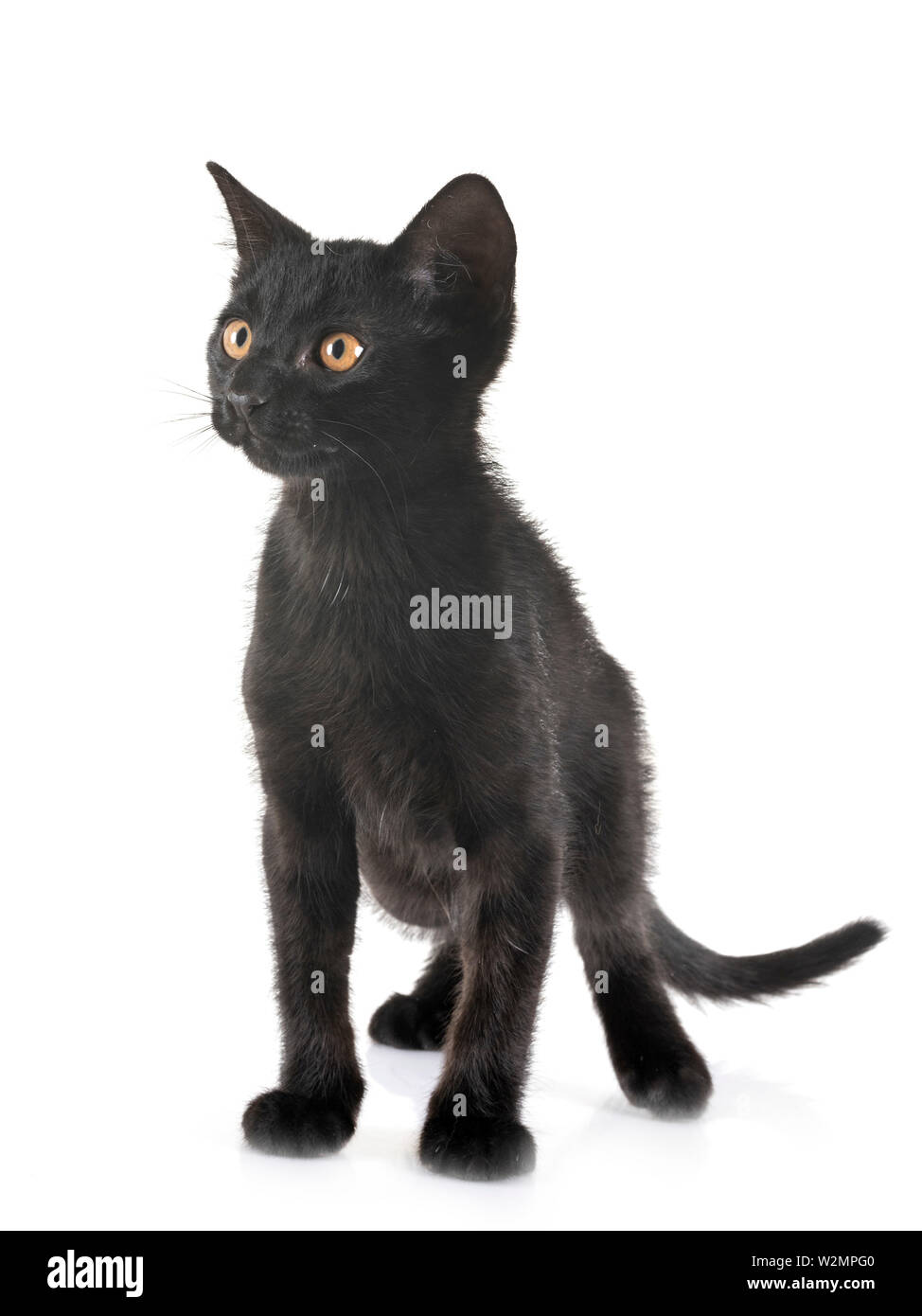 black kitten in front of white background Stock Photo - Alamy